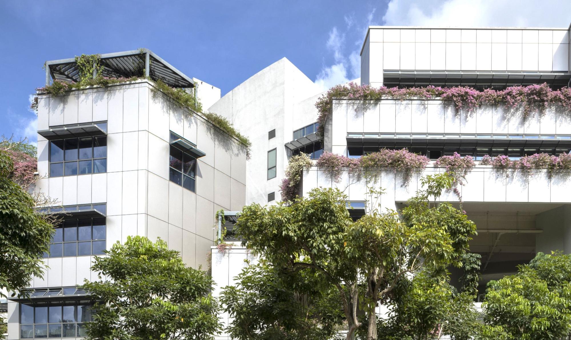 Biophilic Design blending educational spaces with natural elements at ESSEC Business School, One-North, Singapore. . (Project completed at RSP, Image source: morrow.sg)