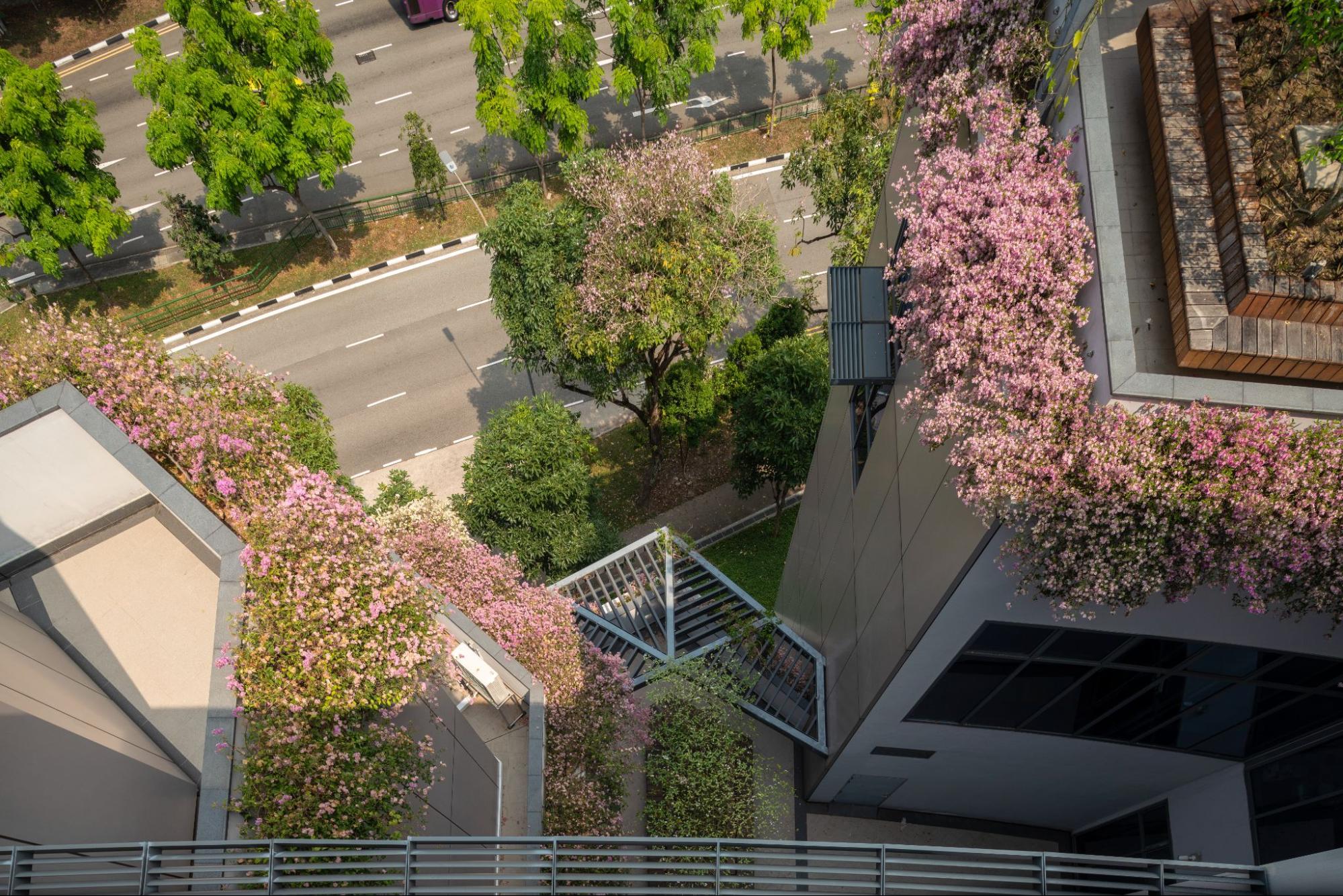 Biophilic Design blending educational spaces with natural elements at ESSEC Business School, One-North, Singapore. . (Project completed at RSP, Image source: morrow.sg)